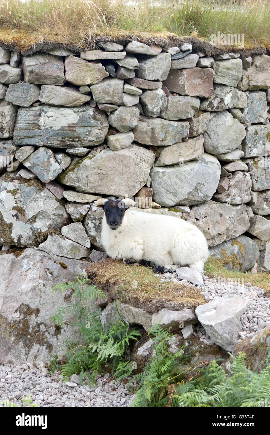 Young sheep resting at a stone wall near Loch Morar, Scotland Stock Photo