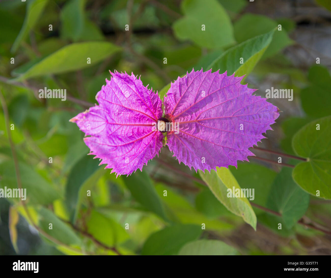 Botanical Gardens in Gainesville, Florida.  Bow Tie Vine-- Dalechampia diesoreifolia from Central America. Stock Photo