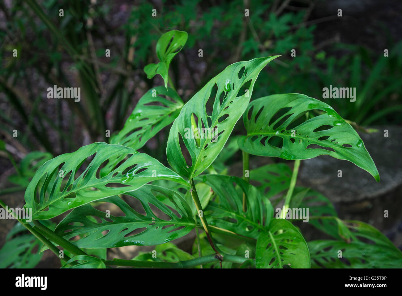 Botanical Gardens in Gainesville, Florida. Swiss Cheese Plant - Monstera  friedrichstalii from Central America Stock Photo - Alamy