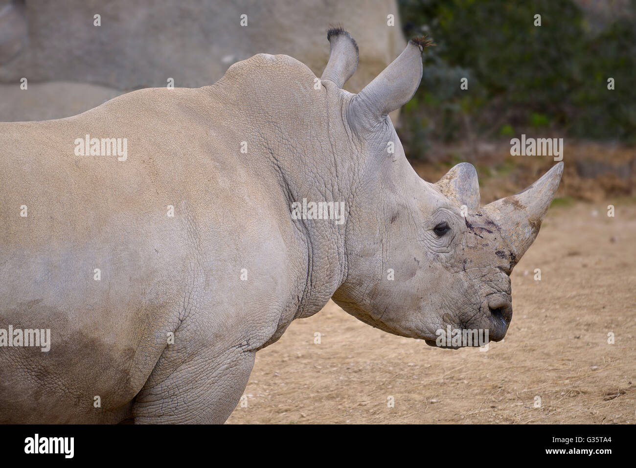Closeup of white rhinoceros or square-lipped rhinoceros (Ceratotherium simum) Stock Photo