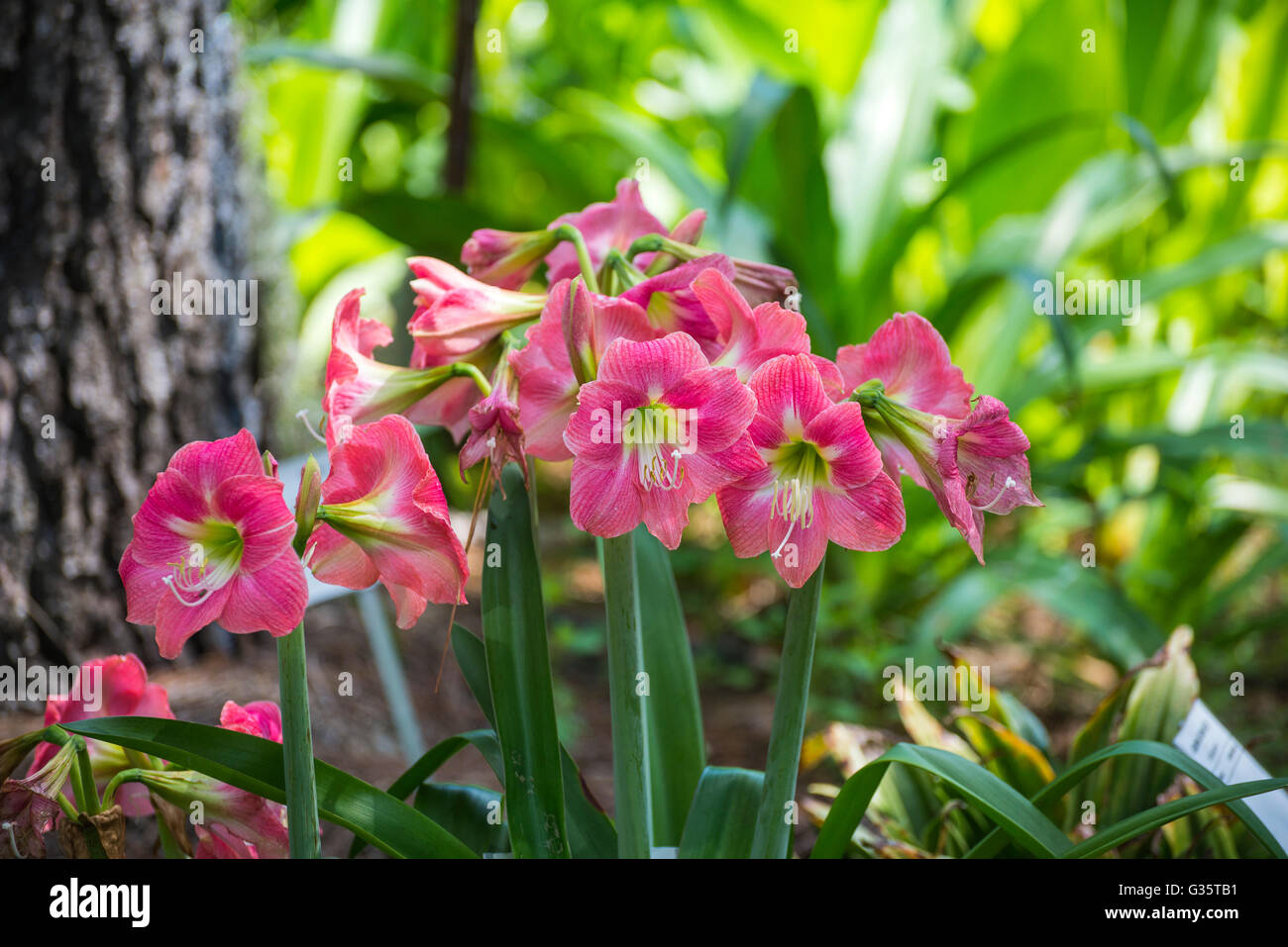 Botanical Gardens in Gainesville, Florida. Amaryllis- Hippeastrum 'Jungle Bells'--hybrid. Stock Photo