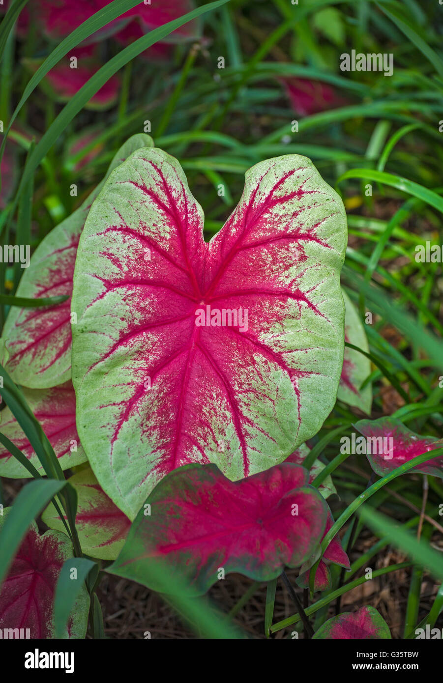 Botanical Gardens in Gainesville, Florida. Caladium-Caladium bicolor from Brazil & Venezuela. Stock Photo