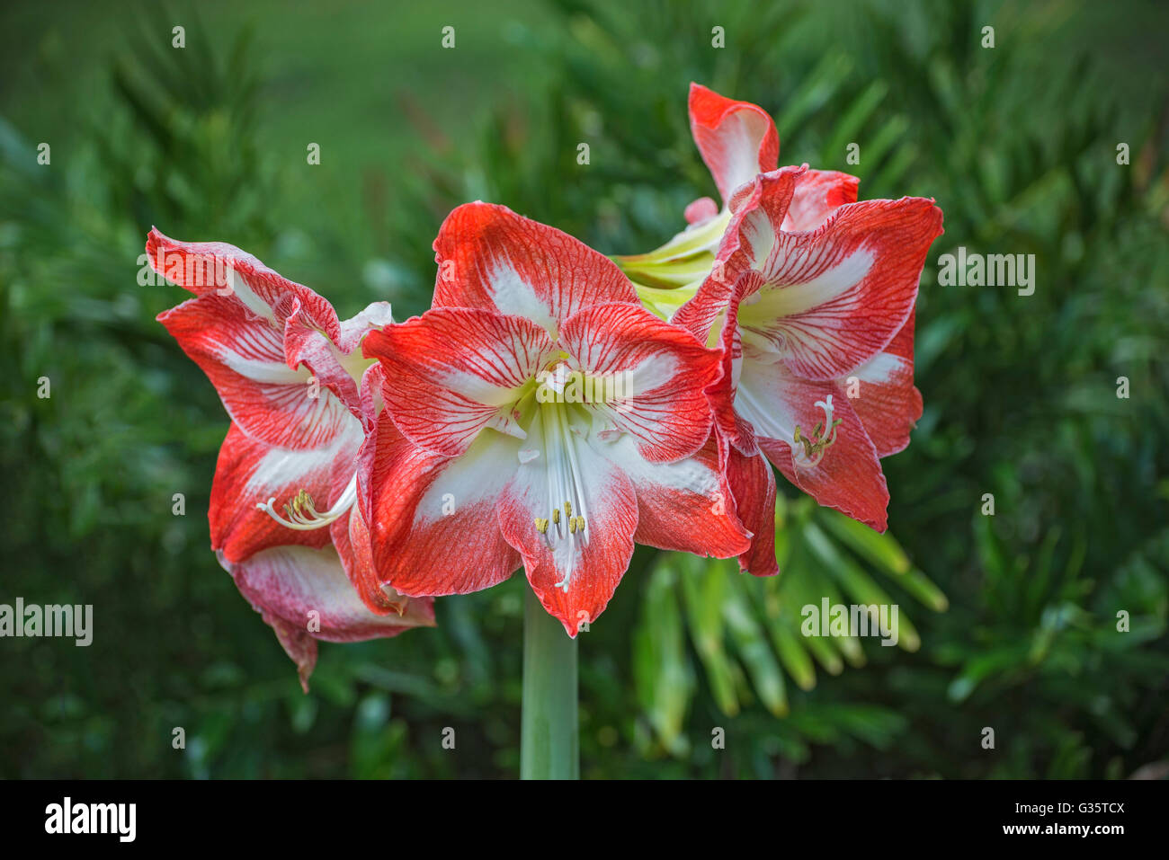 Botanical Gardens in Gainesville, Florida.  Amaryllis--Hippeastrum 'Minerva'--  hybrid, Stock Photo