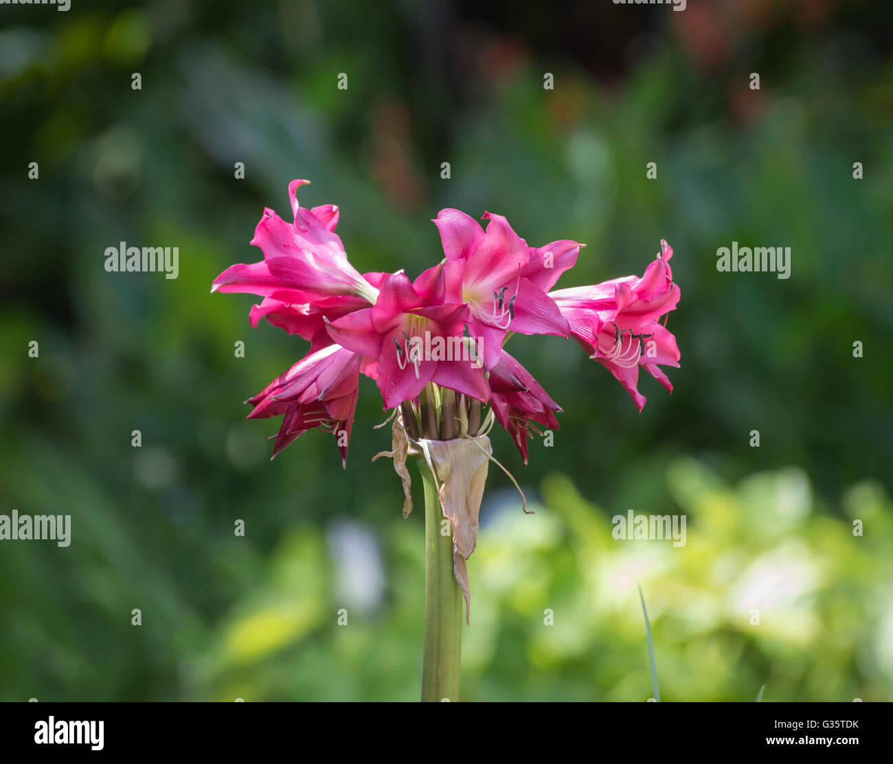 Botanical Gardens in Gainesville, Florida. Crinum lily-Crinum 'Sunbonnet'- hybrid. Stock Photo