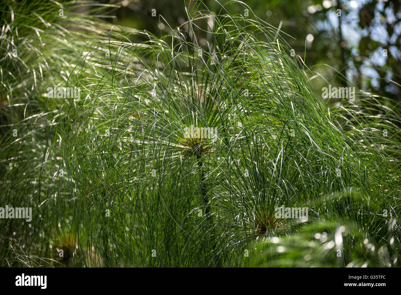 Botanical Gardens in Gainesville, Florida. Papyrus--Cyperus papyrus from Northern and Tropical Africa. Stock Photo