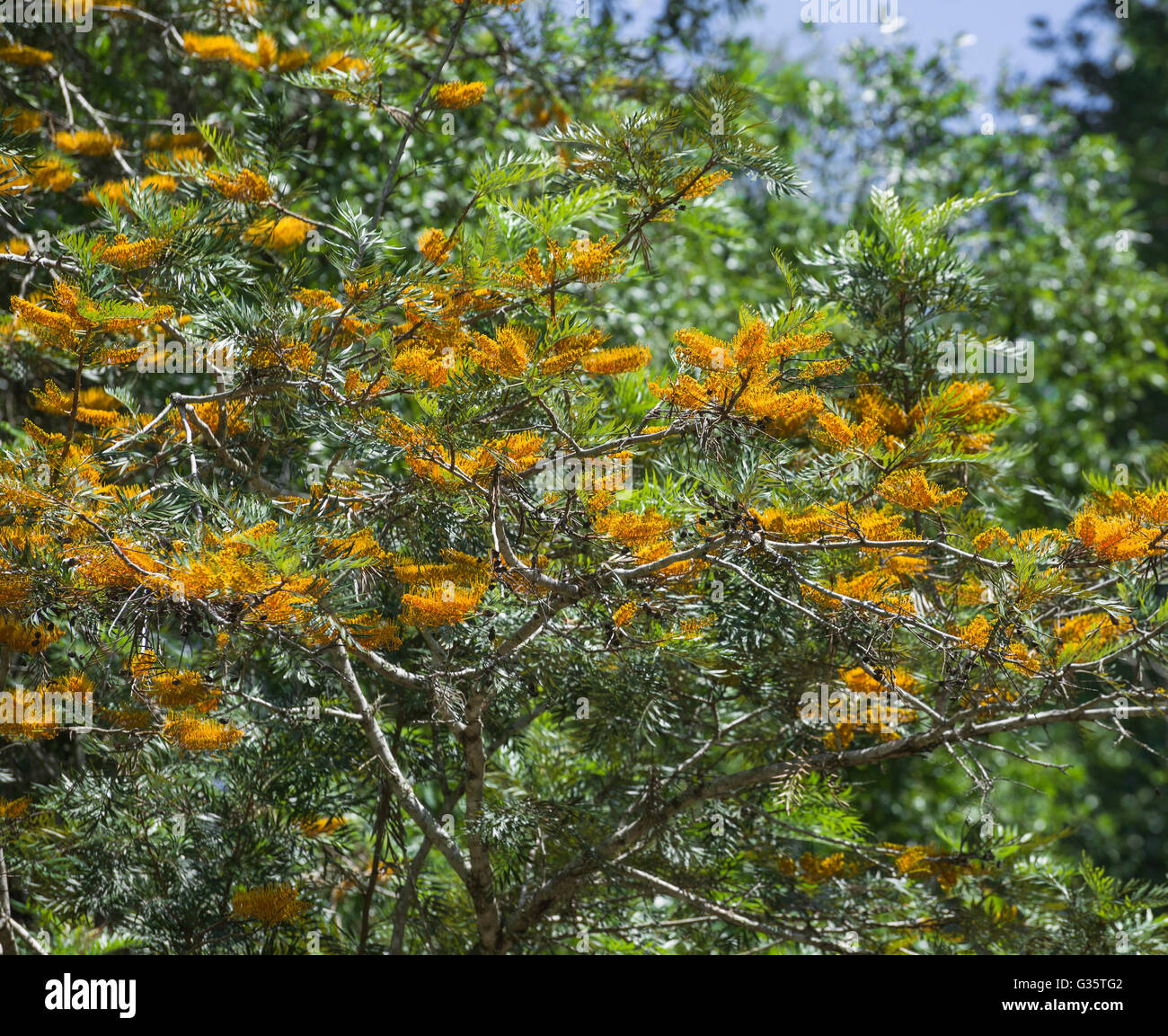 Grevillea Robusta High Resolution Stock Photography And Images Alamy Grevillea Robusta High Resolution Stock Photography And Images Alamy