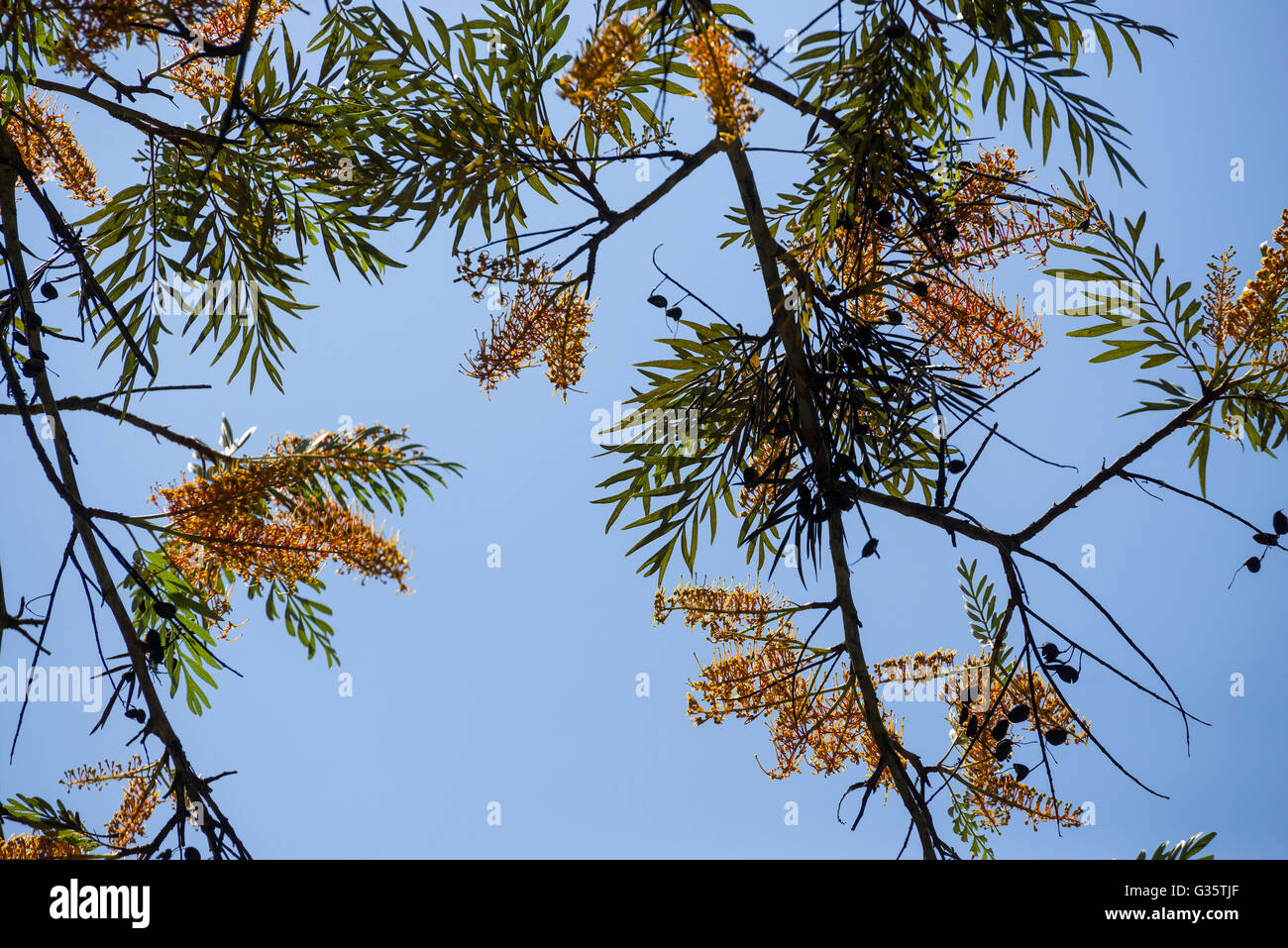 Silky Oak Flower High Resolution Stock Photography And Images Alamy Silky Oak Flower High Resolution Stock Photography And Images Alamy
