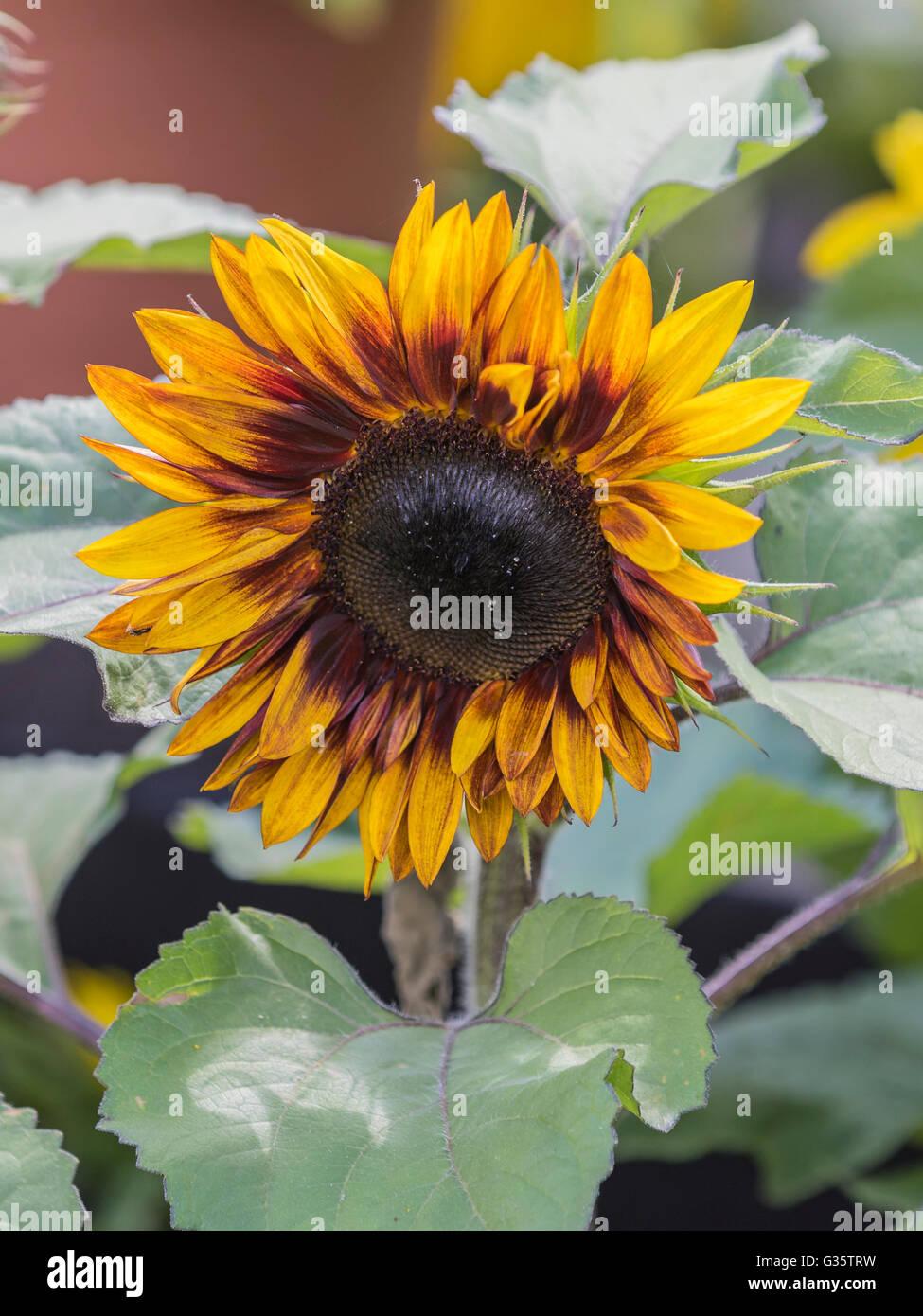 Beautiful field on sunny hi-res stock photography and images - Alamy