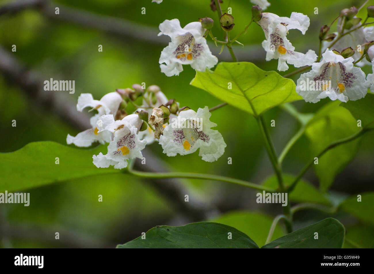 Botanical Gardens in Gainesville, Florida. Catalpa or Catawba tree