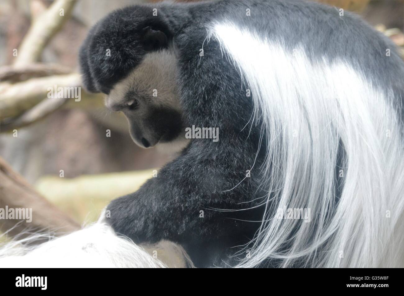 Monkey with white hair hi-res stock photography and images - Alamy
