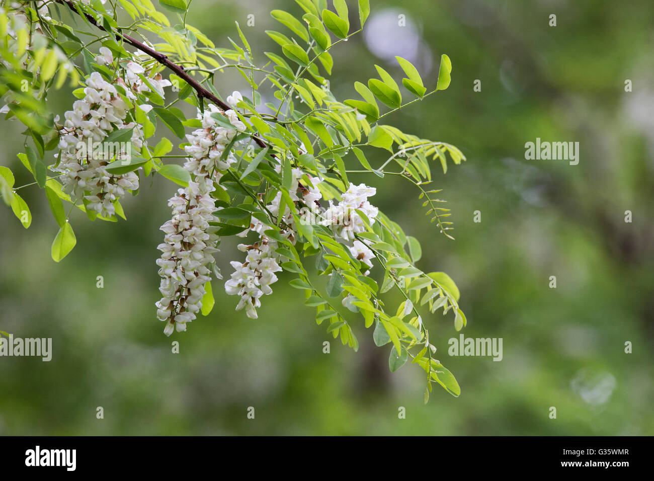Robinia pseudoacacia flowers, also known in its native territory as black locust Stock Photo