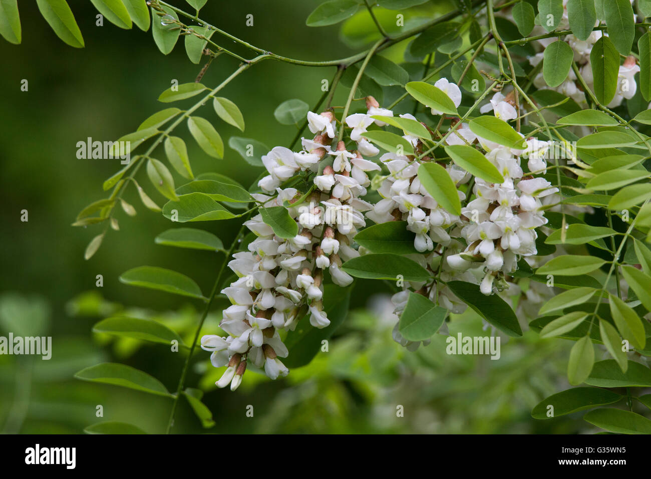 Robinia pseudoacacia flowers, also known in its native territory as black locust Stock Photo