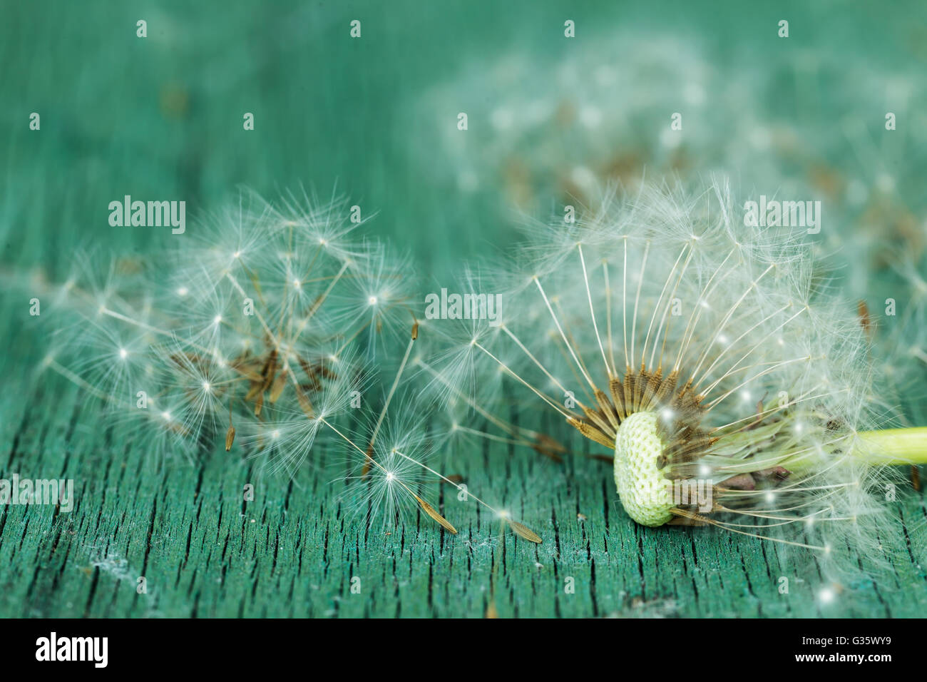 dandelion seeds. Symbol of  baldness. Problems with hair Stock Photo