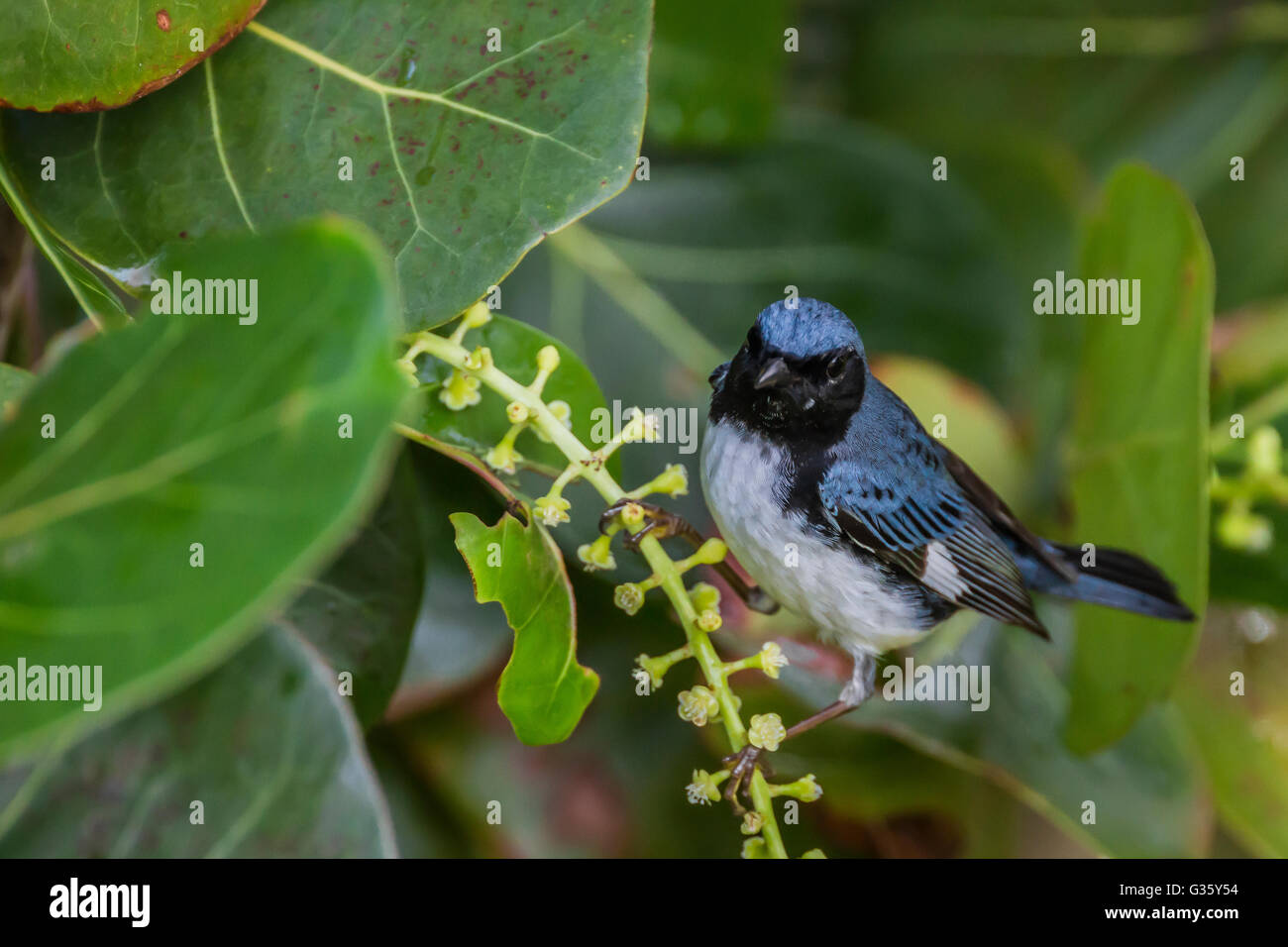 Black-throated Blue Warbler, Dendroica caerulescens, feeding during ...