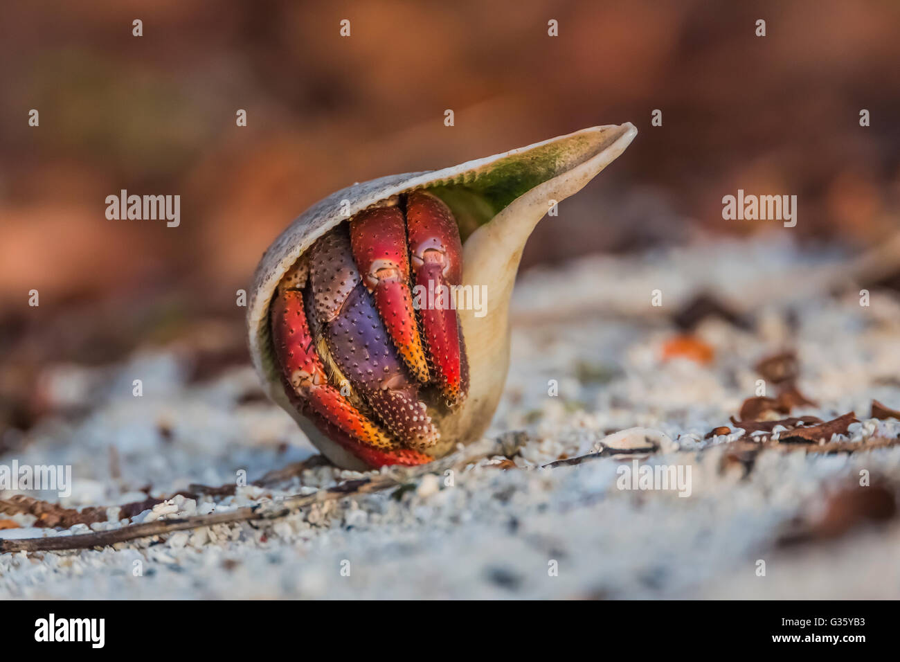 Carribean Hermit Crab, Coenobita clypeatus, foraging in its appropriated whelk shell, Dry Tortugas National Park, Florida, USA Stock Photo
