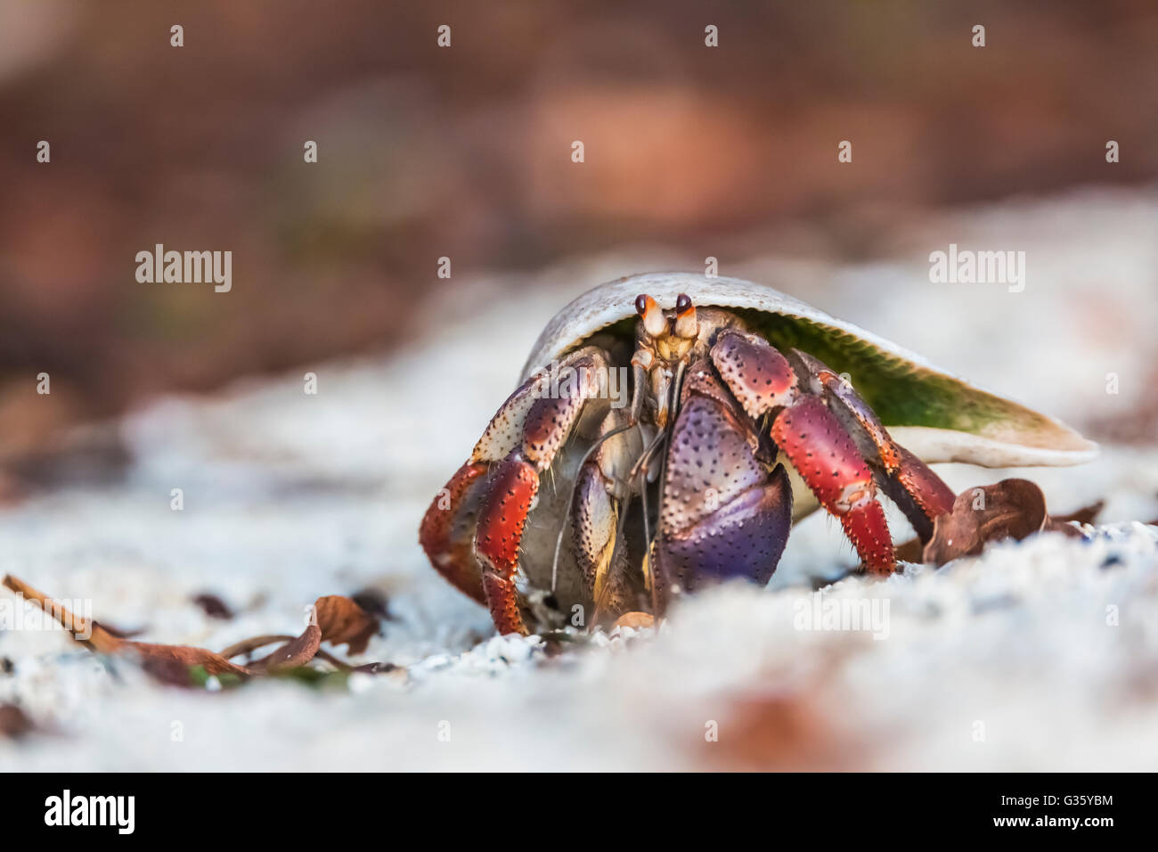 Carribean Hermit Crab, Coenobita clypeatus, foraging in its appropriated whelk shell, Dry Tortugas National Park, Florida, USA Stock Photo