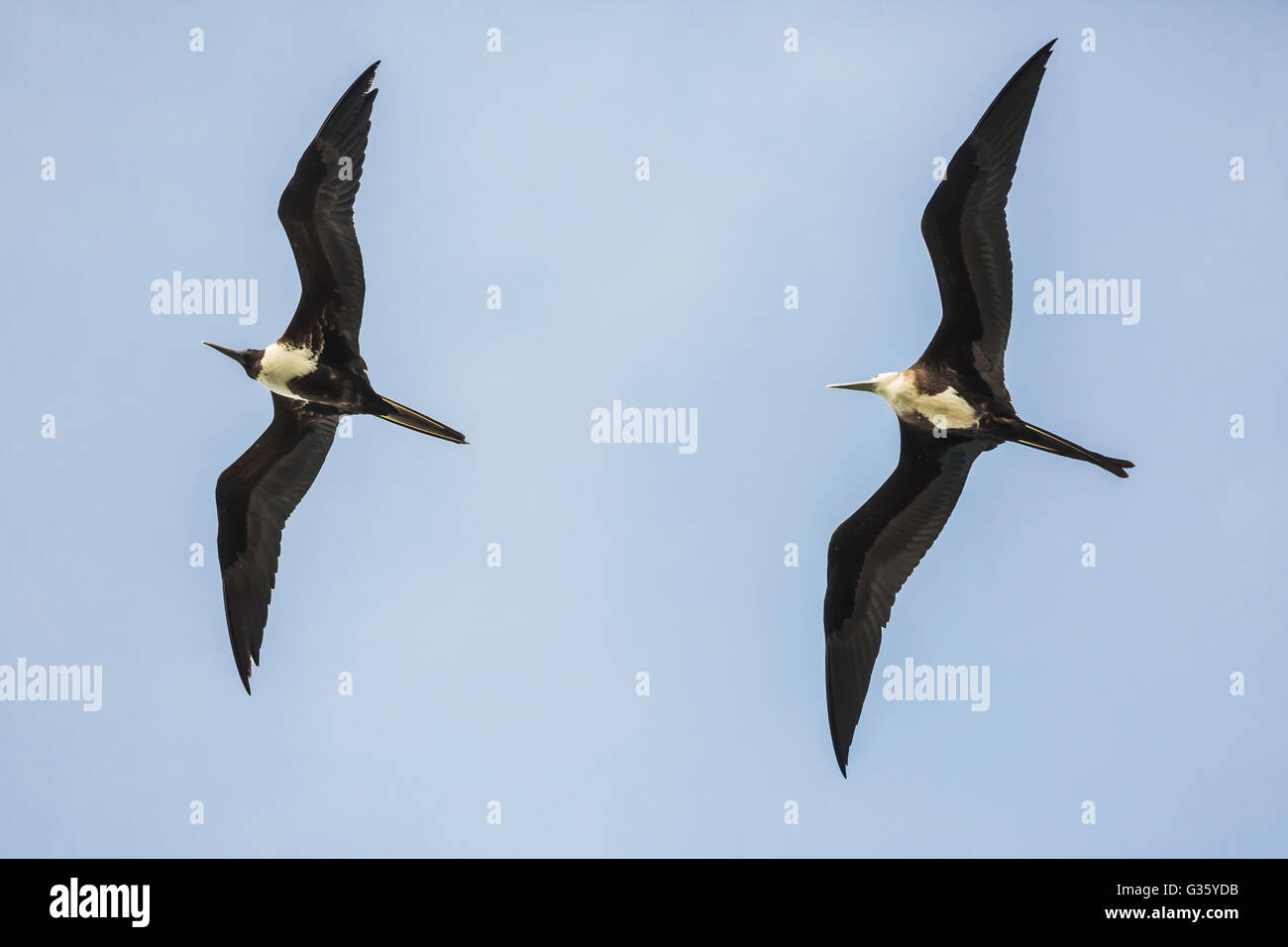 Magnificent Frigatebird, Fregata magnificens, adult female (L) and juvenile (R)riding in Dry Tortugas National Park, Florida, US Stock Photo