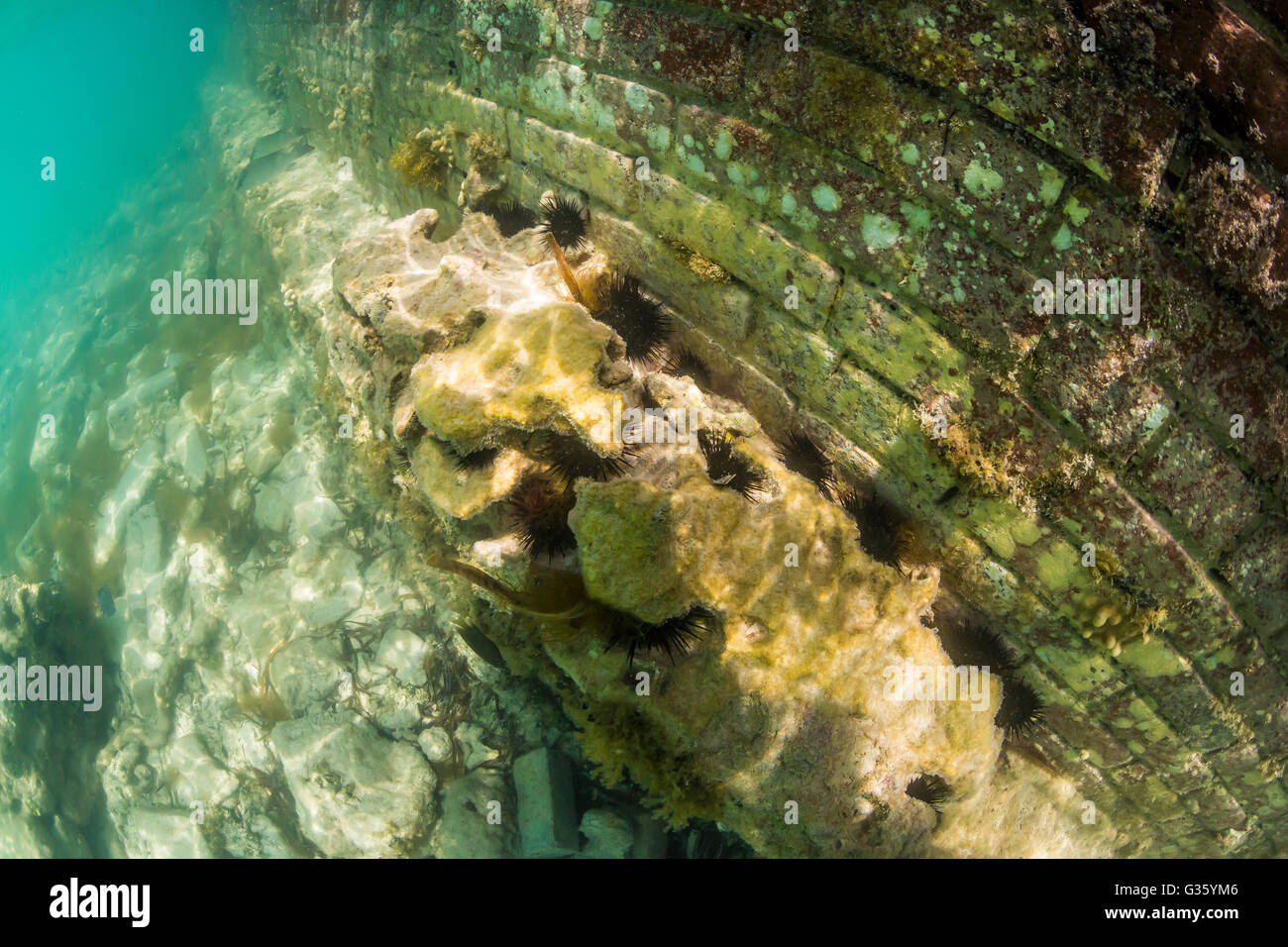 Corals and Long-spined Urchin, Diadema antillarum, along Fort Jefferson in Dry Tortugas National Park, Florida, USA Stock Photo