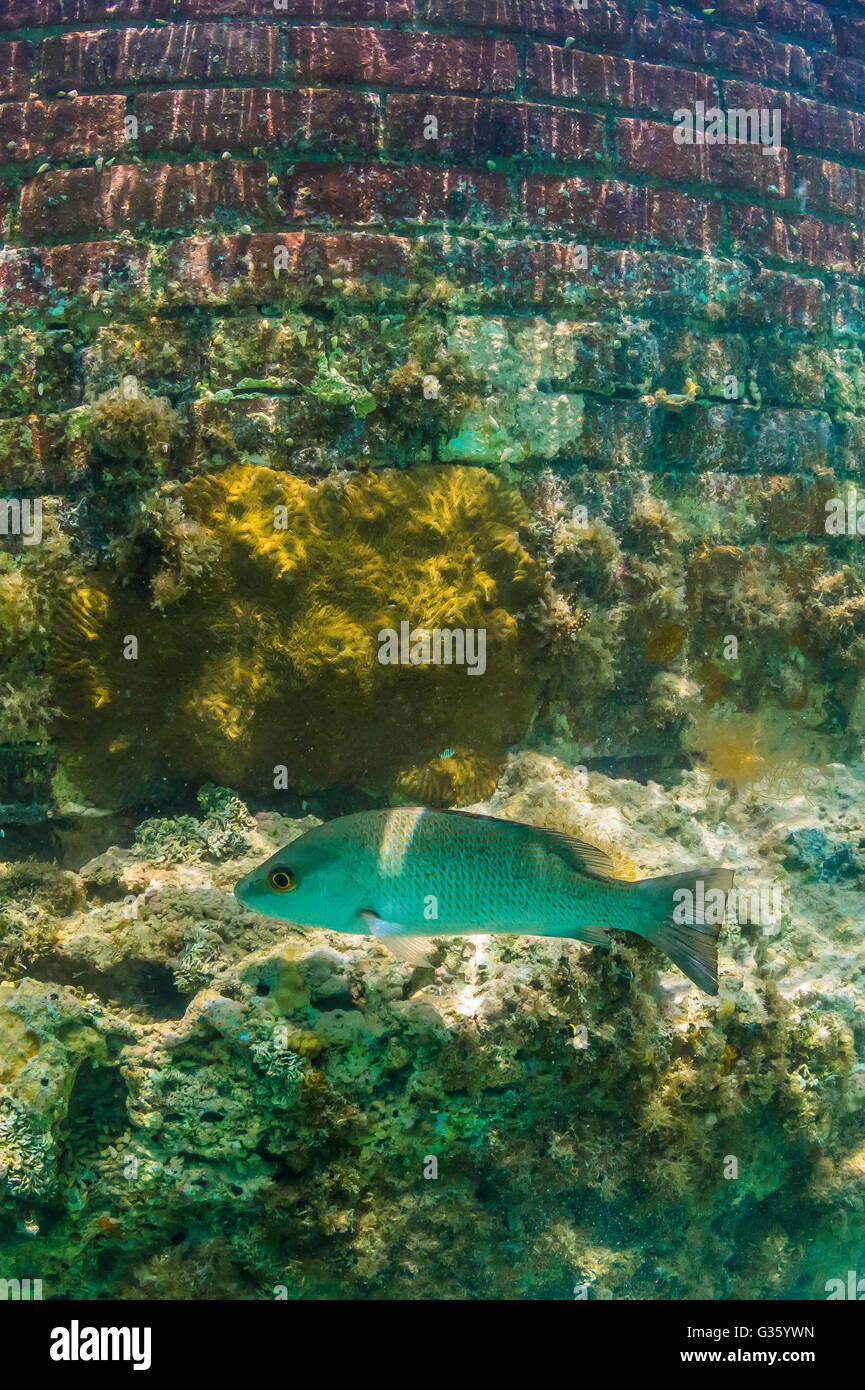 Snorkelers can view coral reef fish along the moat around Fort