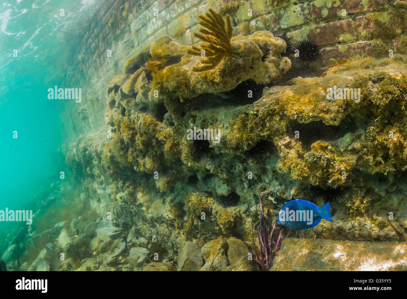 Snorkelers can view coral reef fish along the moat around Fort