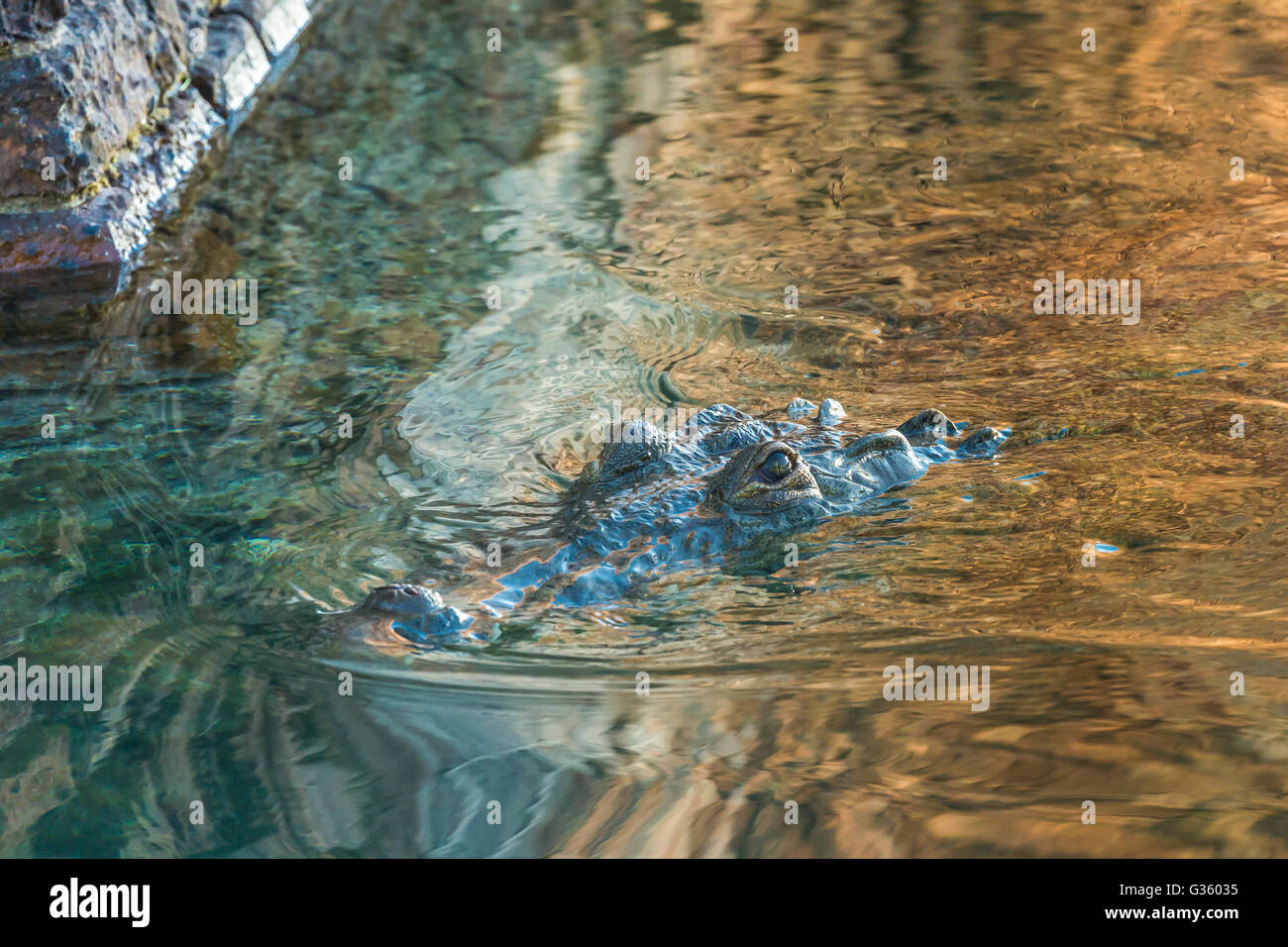 American Crocodile, Crocodylus acutus, swimming in the moat of Fort Jefferson, Dry Tortugas National Park, Florida, USA Stock Photo