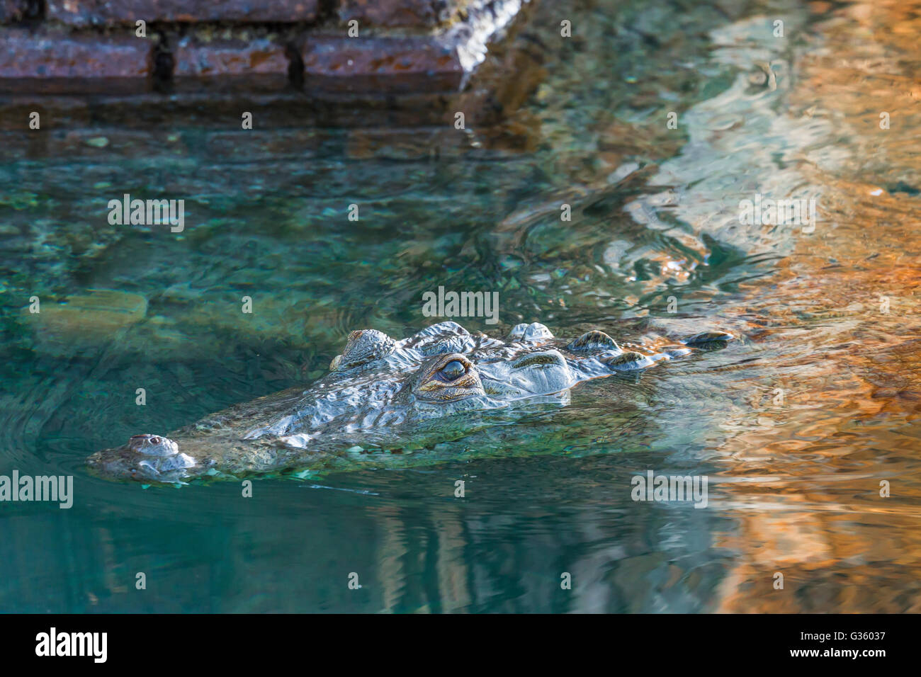 American Crocodile, Crocodylus acutus, swimming in the moat of Fort
