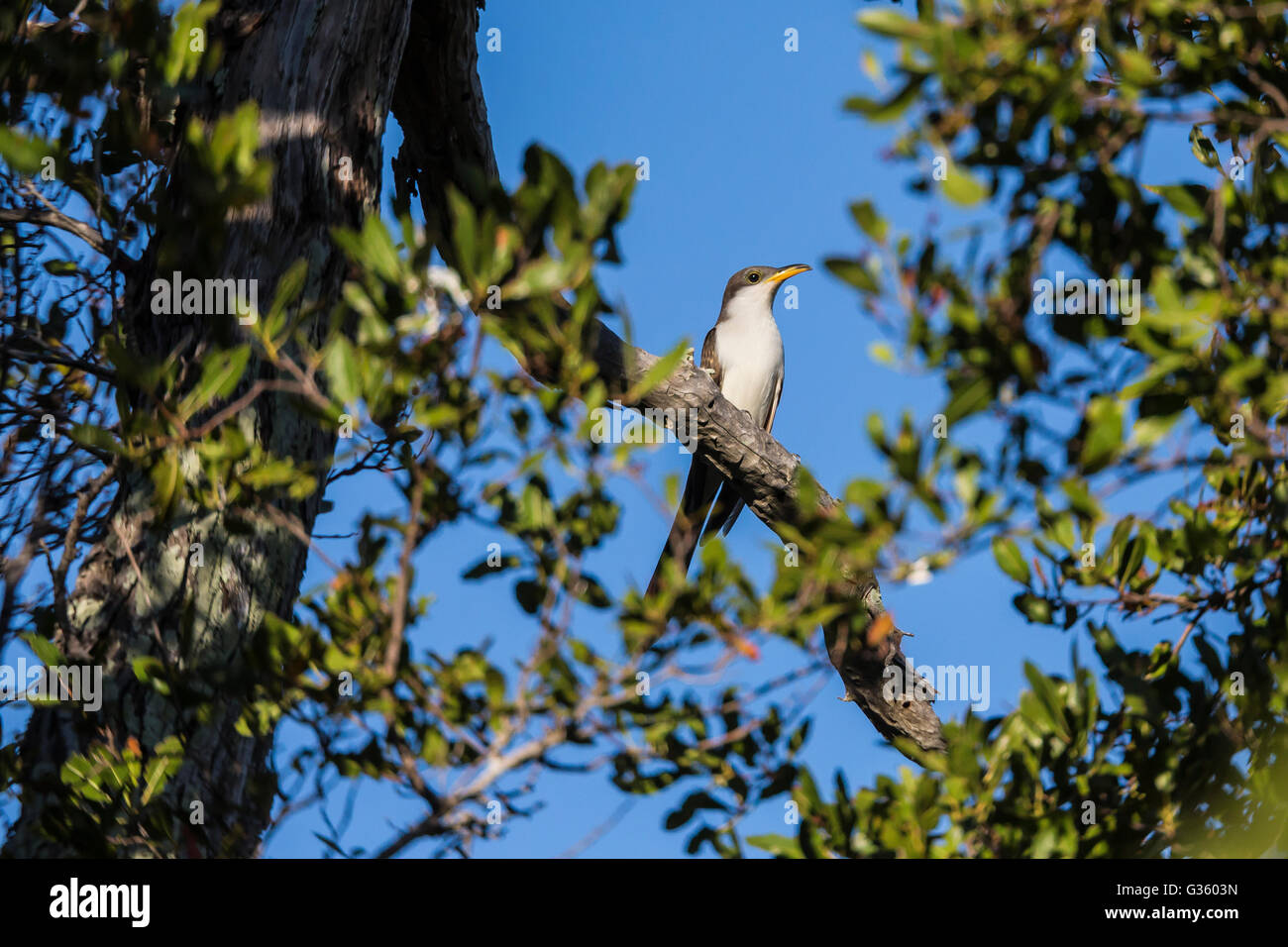 Yellow-billed Cuckoo, Coccyzus americanus, on the parade ground of Fort Jefferson, Dry Tortugas National Park, Florida, USA Stock Photo