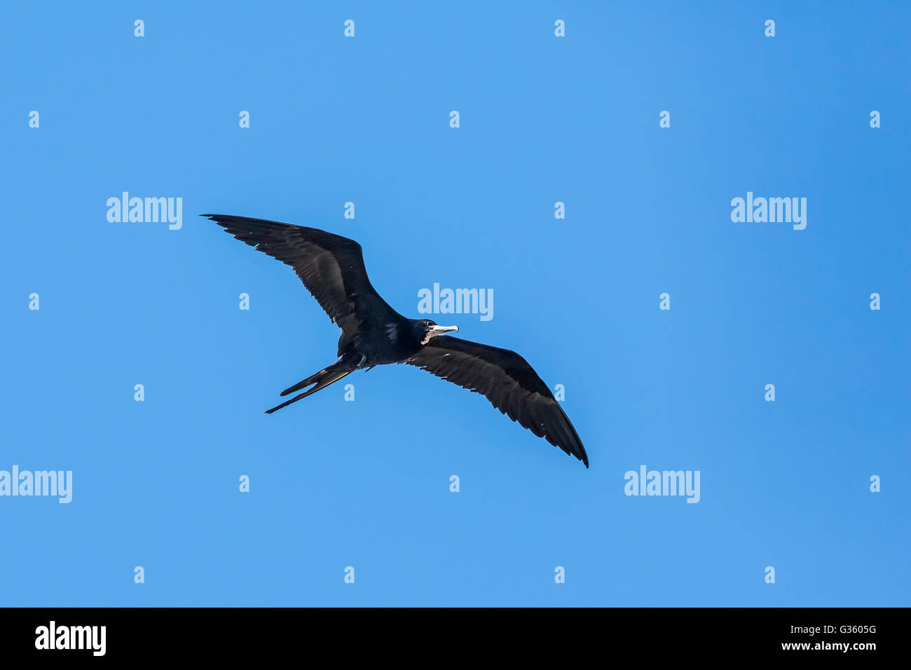 Magnificent Frigatebird, Fregata magnificens, adult male flying above Fort Jefferson in Dry Tortugas National Park, Florida, USA Stock Photo