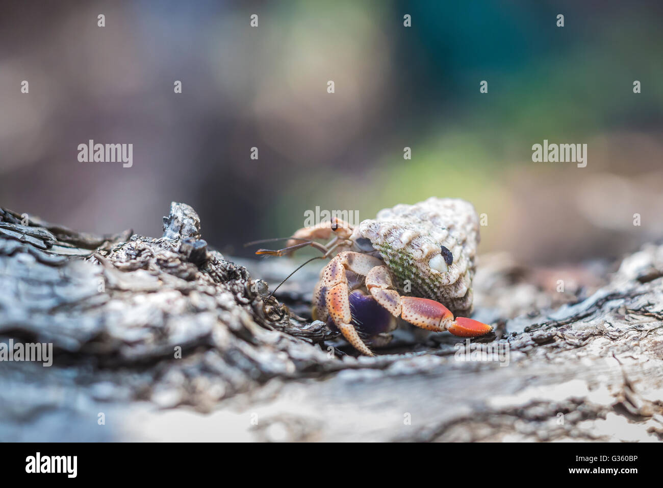 Caribbean Hermit Crab, Coenobita clypeatus, outside Fort Jefferson in Dry Tortugas National Park, Florida, USA Stock Photo