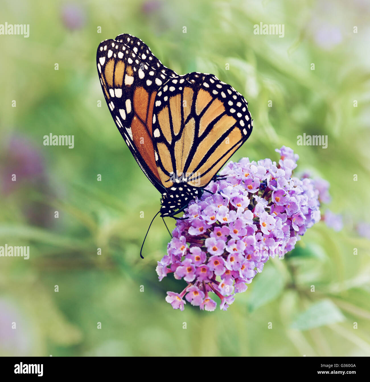 Monarch butterfly (Danaus plexippus) feeding on butterfly bush flowers ...