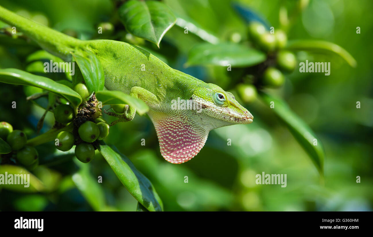Green Anole lizard (Anolis carolinensis) showing off his bright pink
