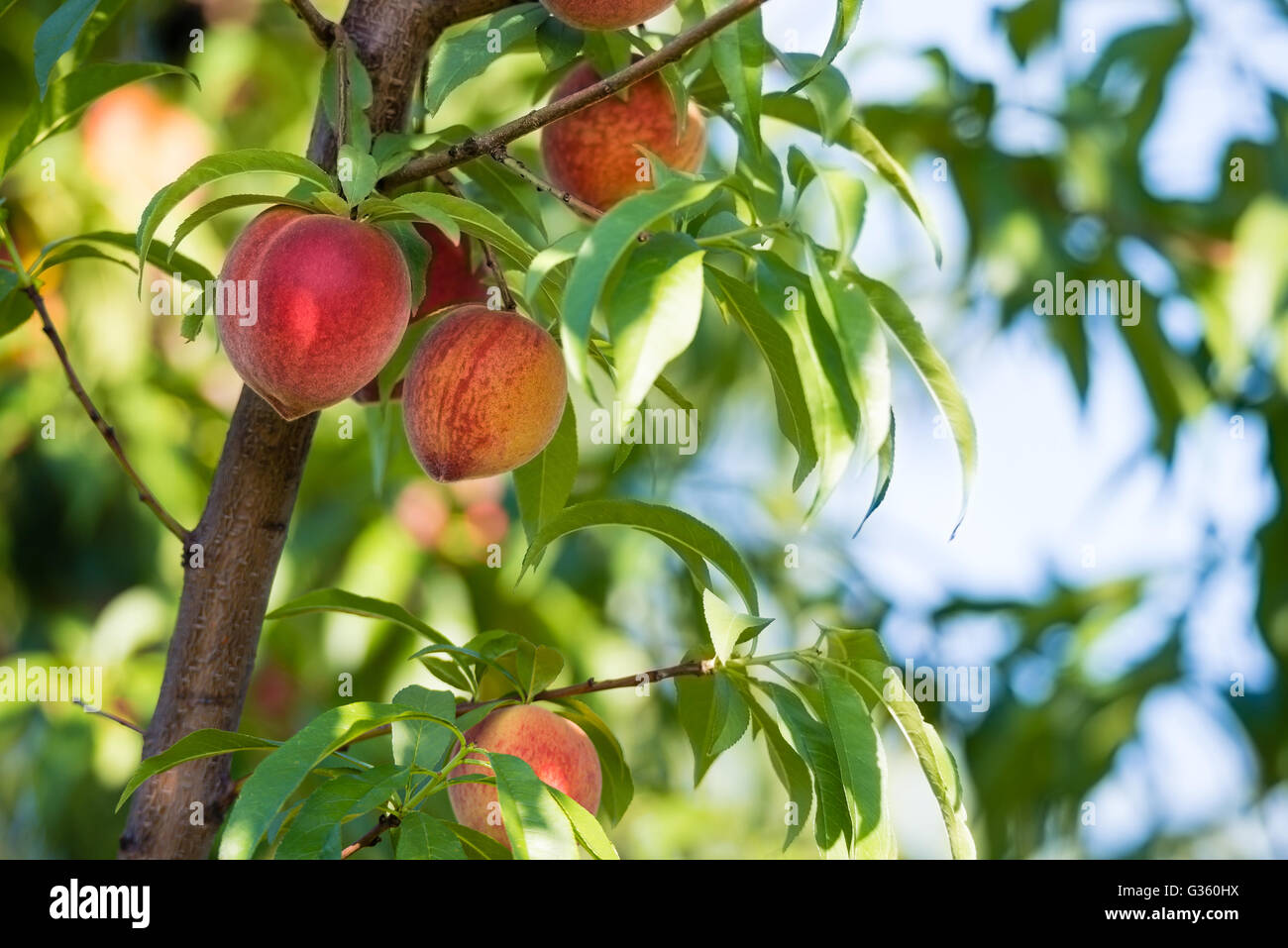 Peach growing on tree hires stock photography and images Alamy