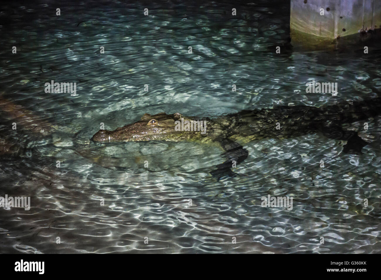 American Crocodile, Crocodylus acutus, at night at Fort Jefferson on Garden Key in Dry Tortugas National Park, Florida, USA Stock Photo
