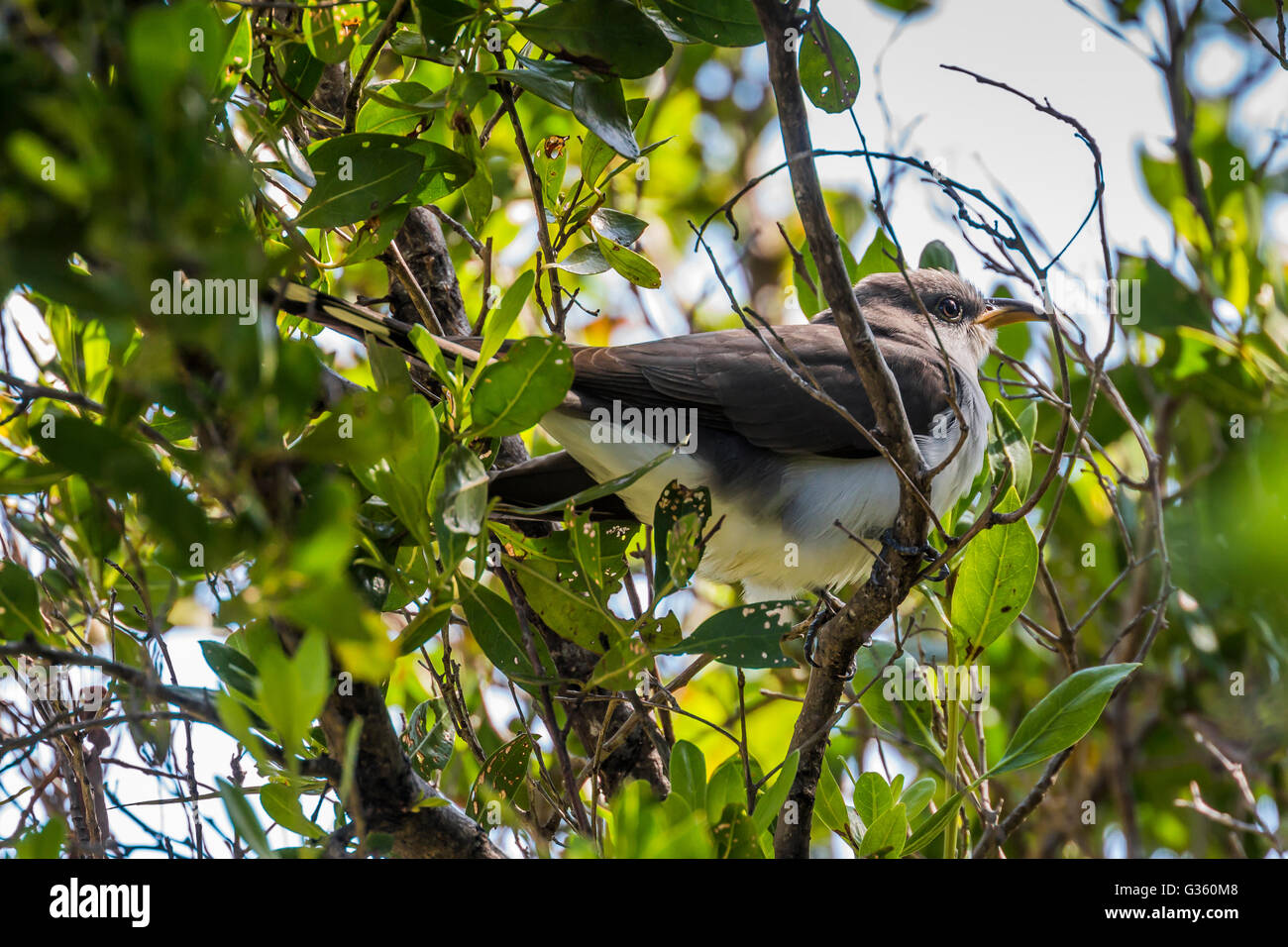 Yellow-billed Cuckoo, Coccyzus americanus, making migration stop at Fort Jefferson, Dry Tortugas National Park, Florida, USA Stock Photo