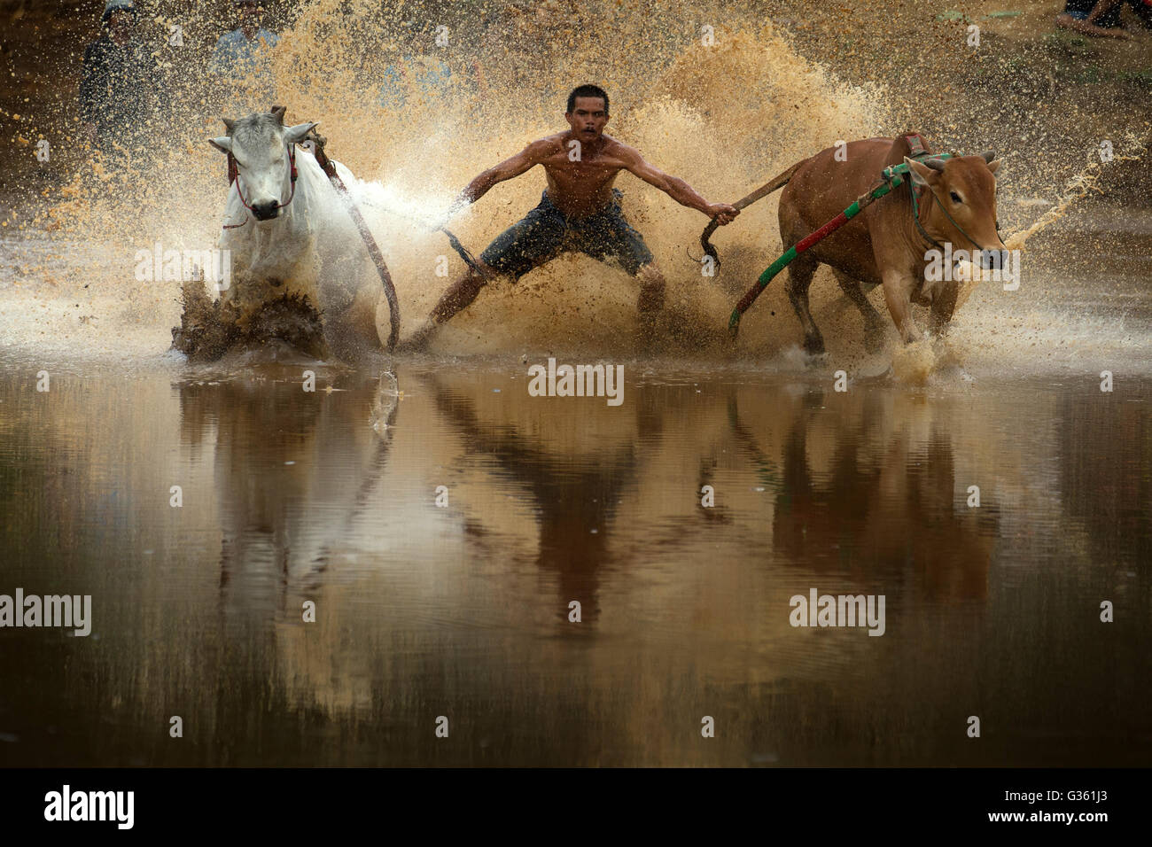 A jockey controlling his cow during the action of Pacu Jawi (Cow Race ...