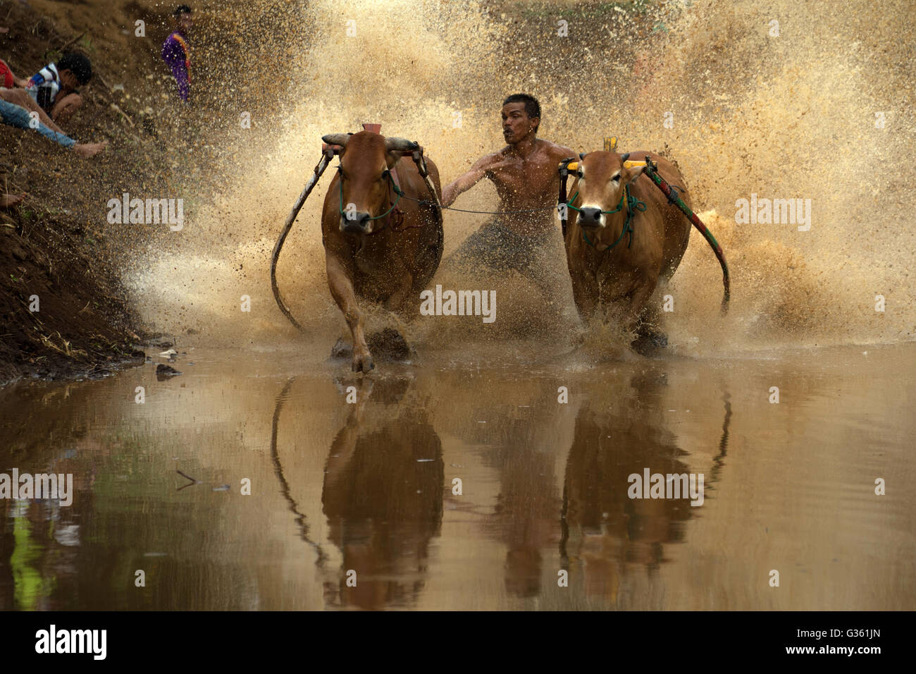 A jockey controlling his cow during the action of Pacu Jawi (Cow Race) in West Sumatra, Indonesia. Stock Photo