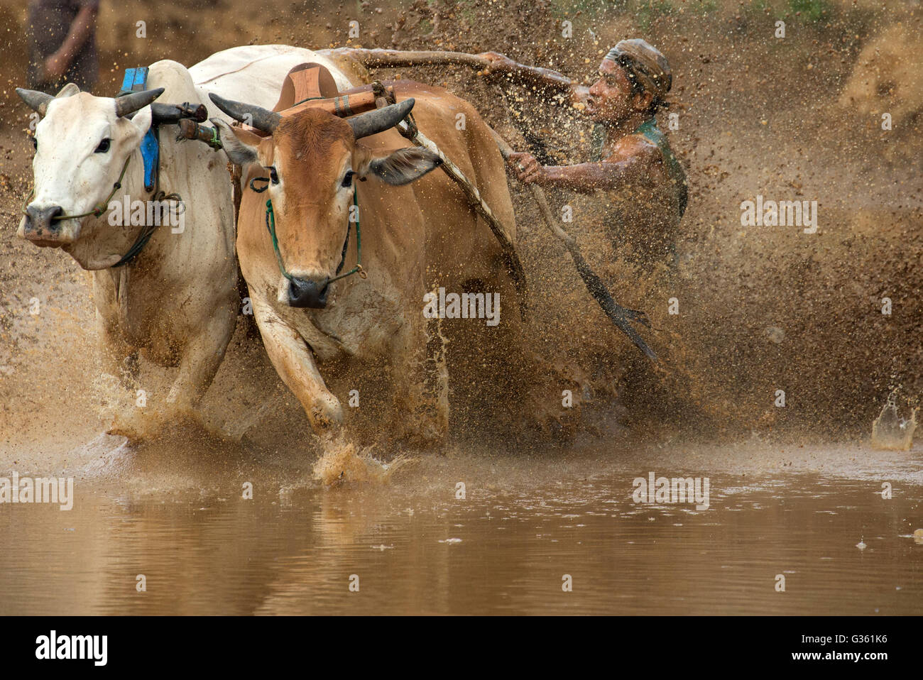 A jockey controlling his cow during the action of Pacu Jawi (Cow Race ...