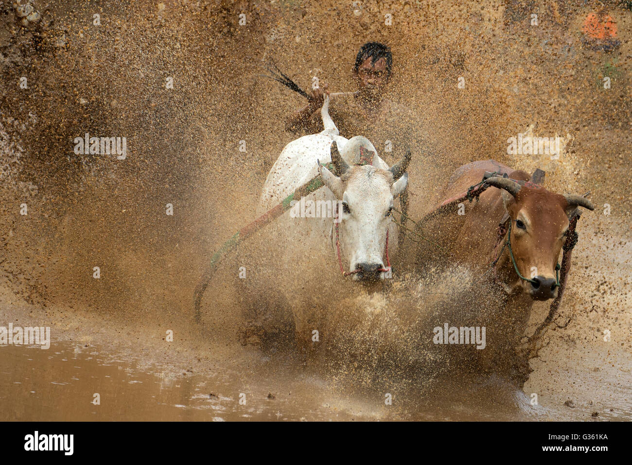 A jockey controlling his cow during the action of Pacu Jawi (Cow Race) in West Sumatra, Indonesia. Stock Photo
