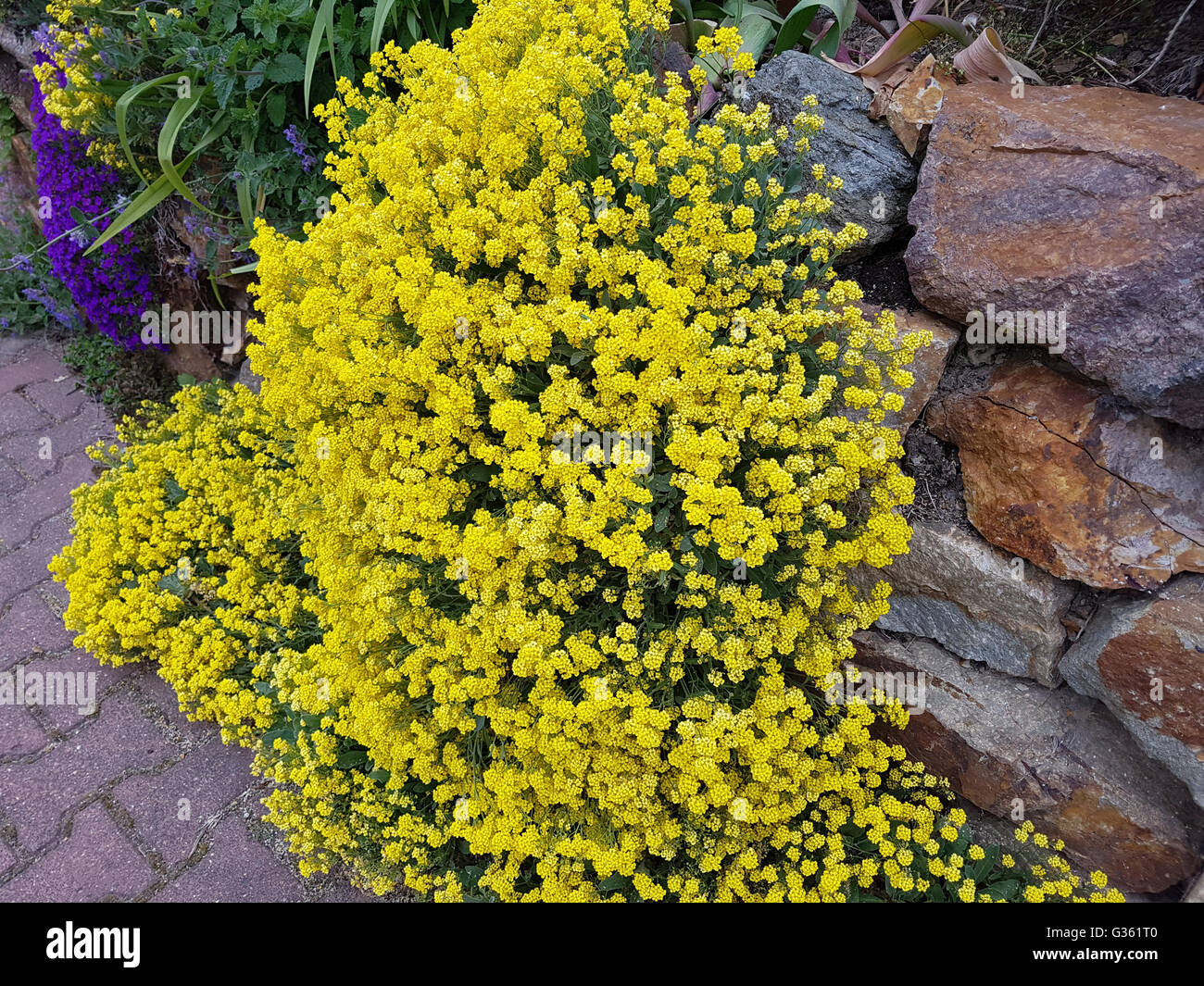 Alyssum saxatile hi-res stock photography and images - Alamy