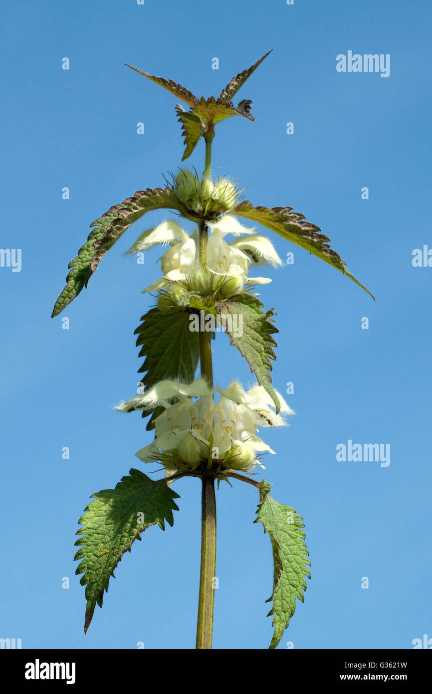 Weisse Taubnessel, Lamium alba, Heilpflanze Stock Photo