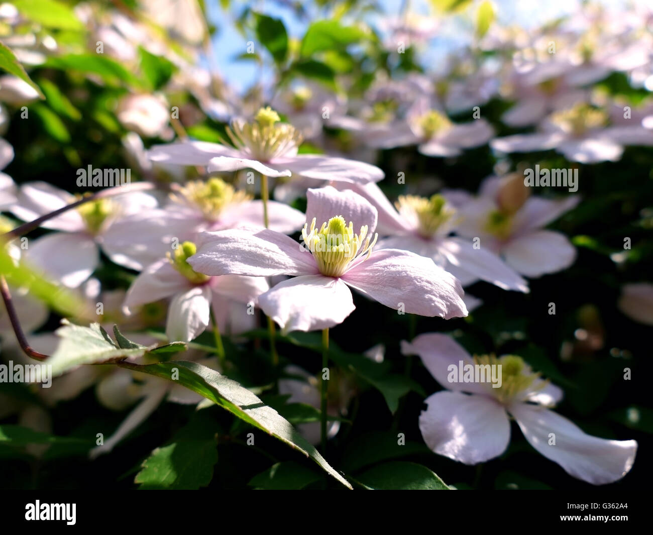 Clematis montana plant hires stock photography and images Alamy