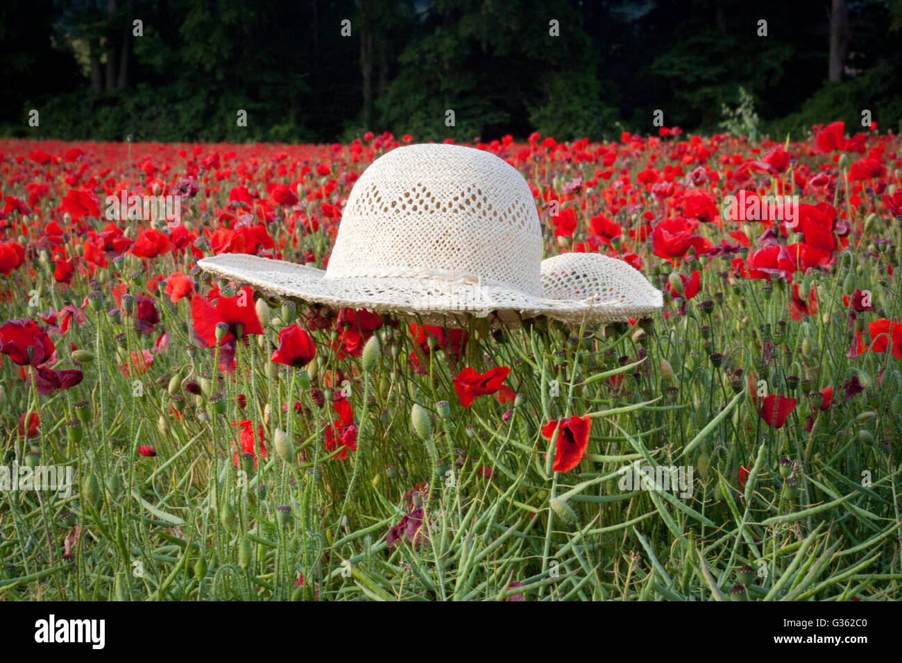 A summery straw hat sat on a field of red poppies Stock Photo