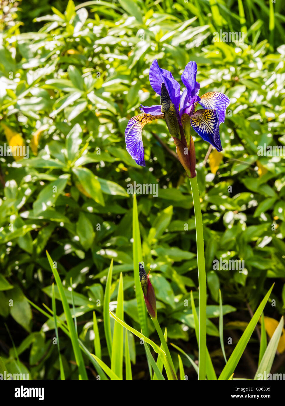 Stunning purple Iris caught in the spring sun of a north London garden, UK. Stock Photo