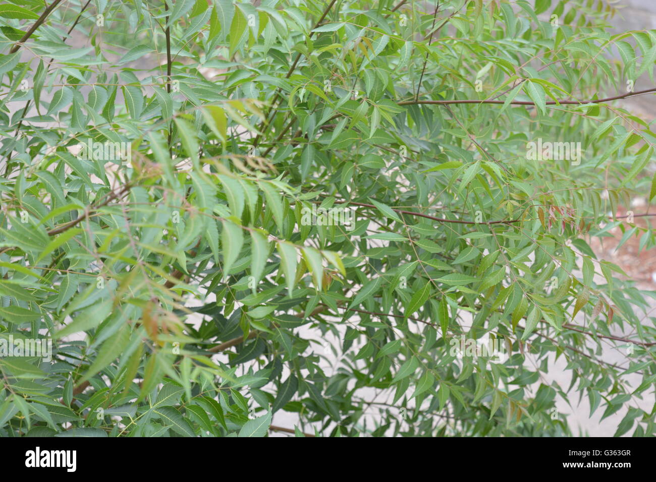 Neem tree hi-res stock photography and images - Alamy