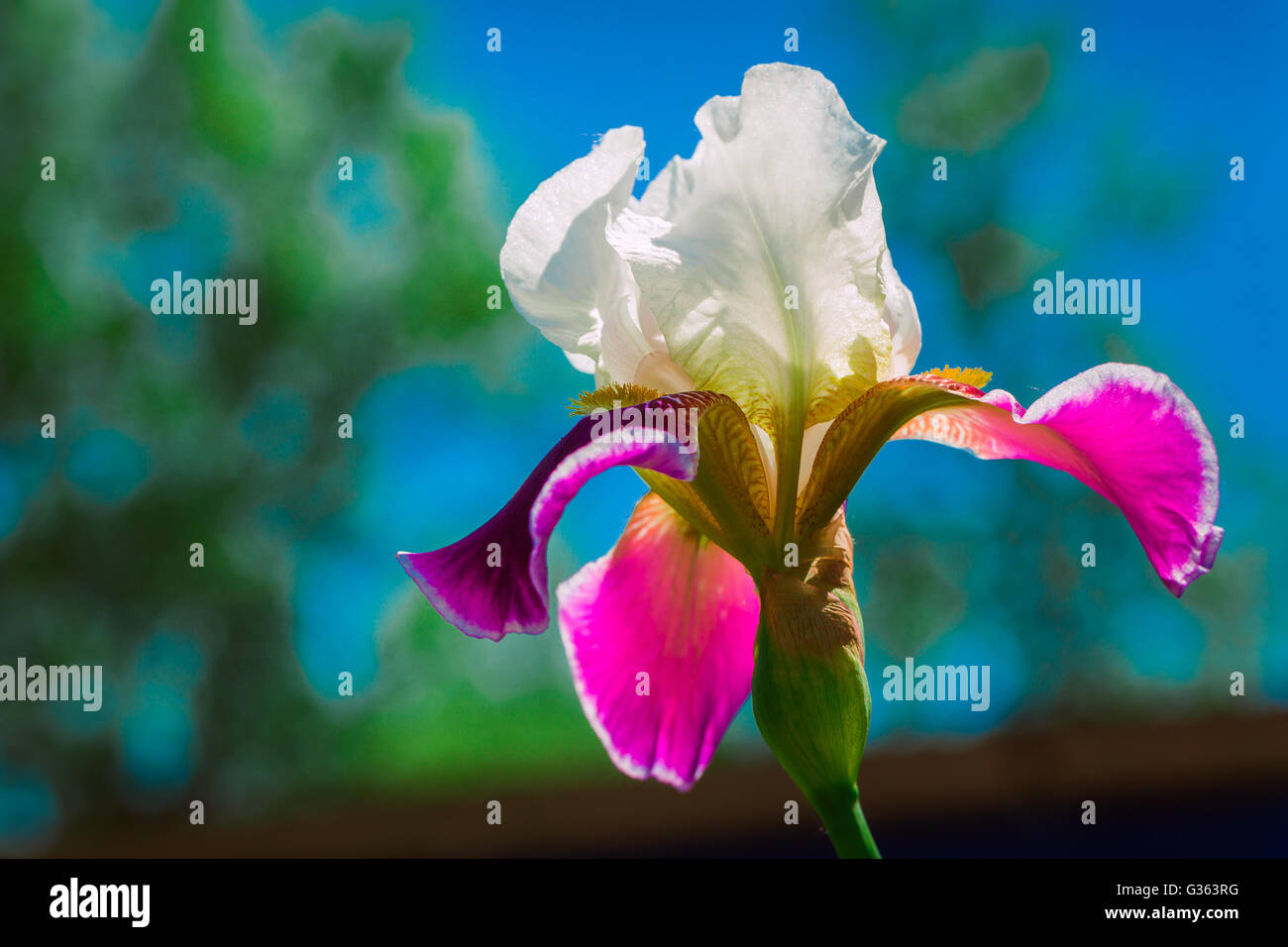 pink iris flower against the blue sky Stock Photo Alamy