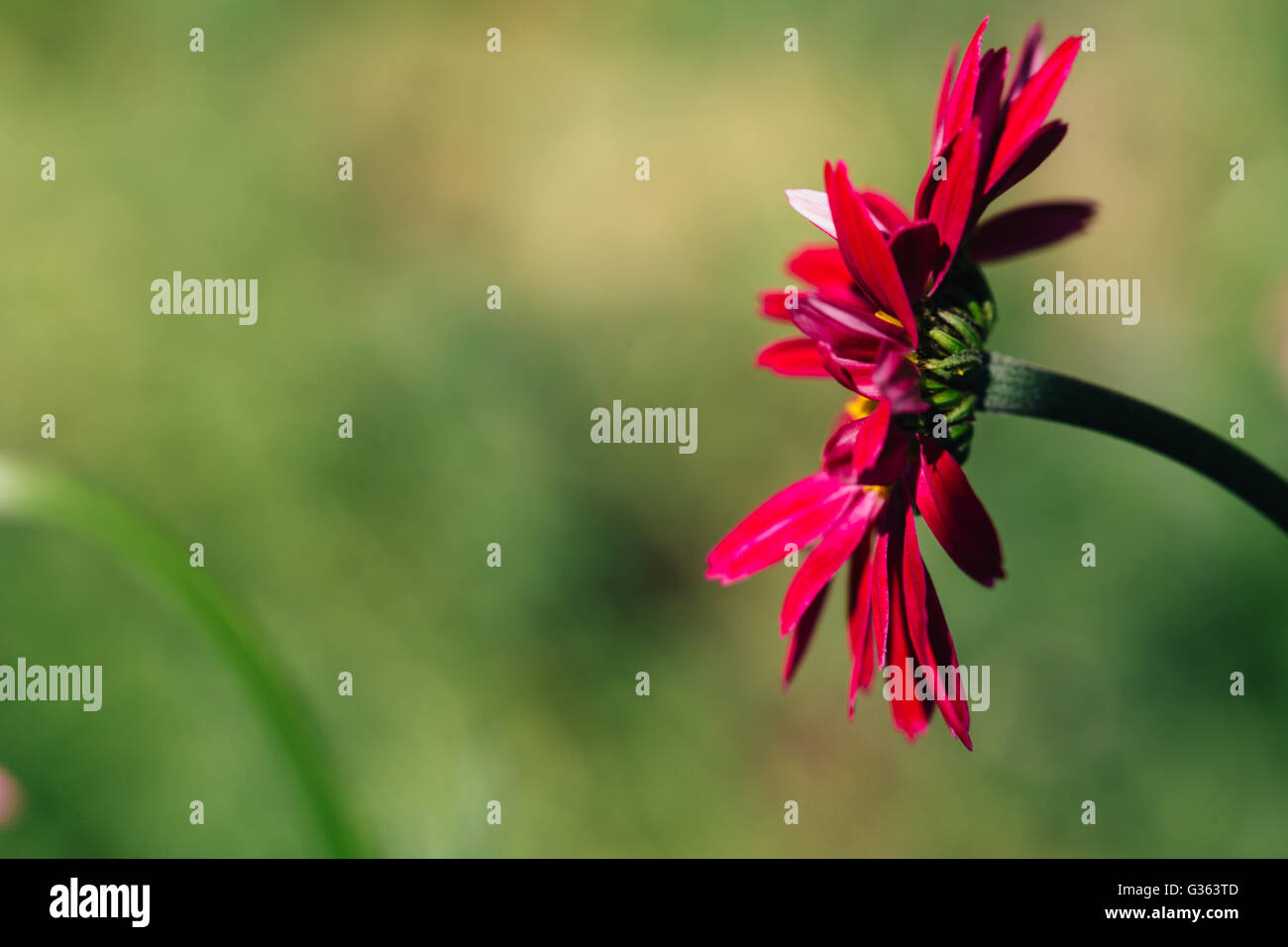 Decorative red daisy flower on a green background. Stock Photo
