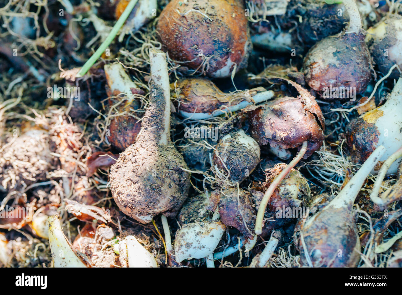 many young onions are tulip background closeup Stock Photo Alamy