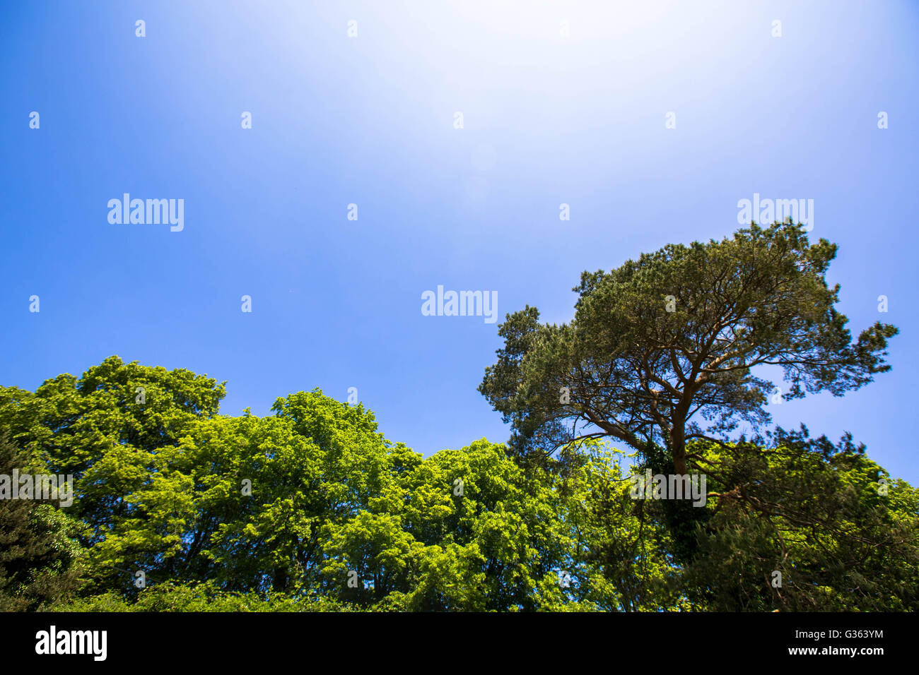 Natural Forest or Woodland Tree Line Against a Clear Blue Sky Stock Photo
