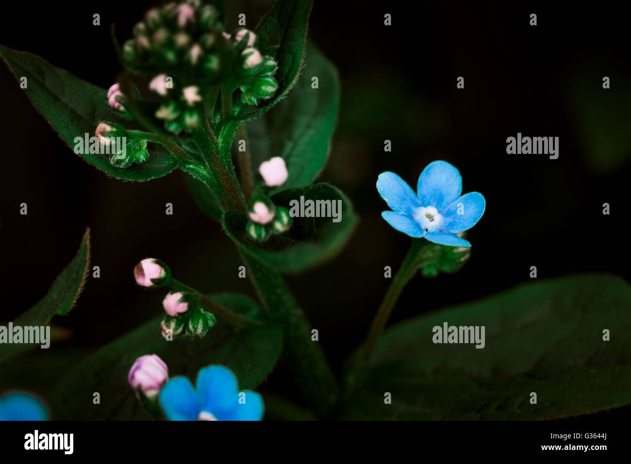 Blue flowers background many hi-res stock photography and images - Alamy