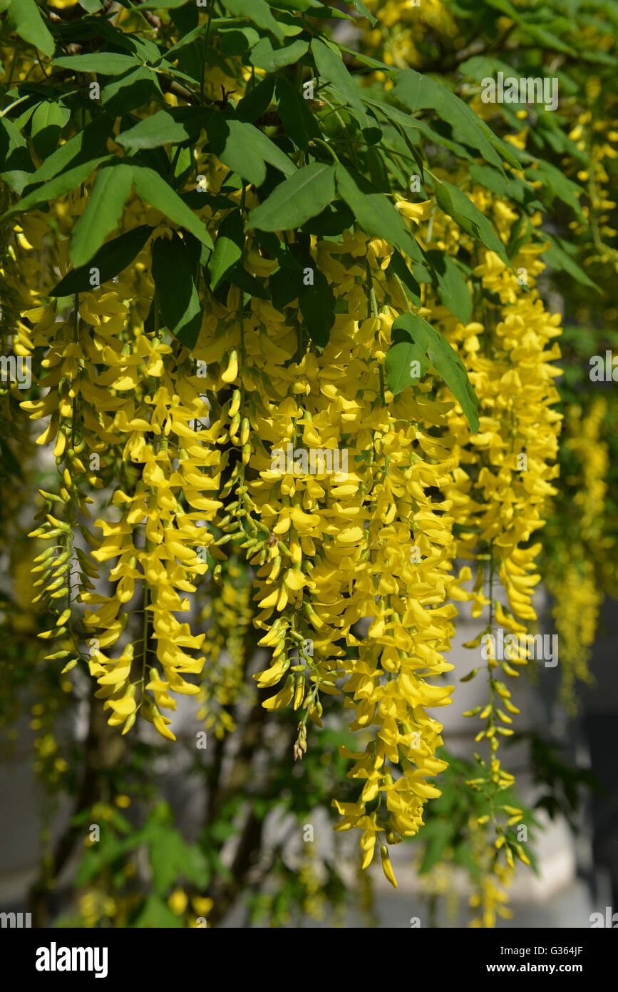 Golden Chain (Laburnum spec.) Stock Photo